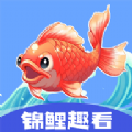 锦鲤趣看红包版软件app下载 v1.0.4