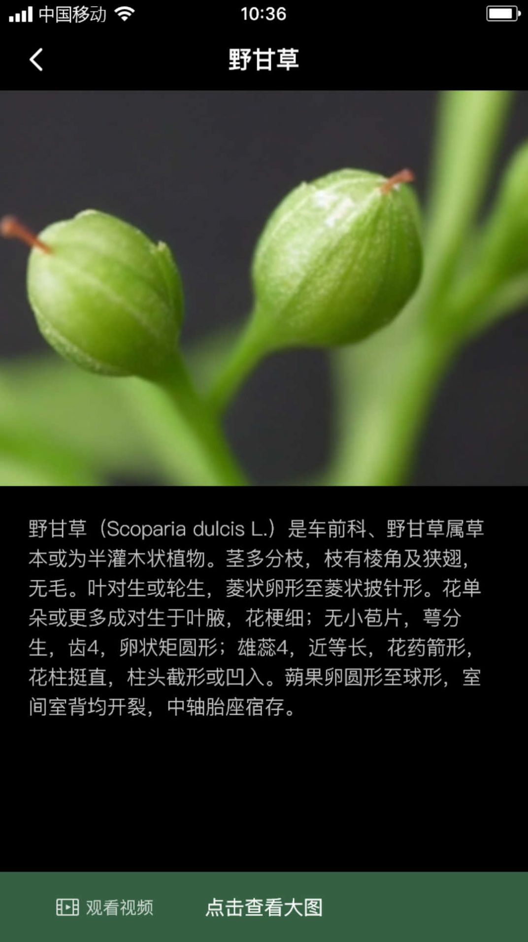 积学草植物知识软件下载图片1