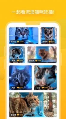 哈啰街猫流浪猫救助APP官方下载图片1